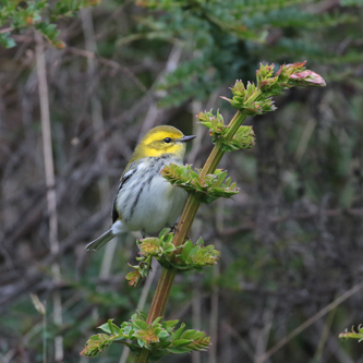 Black-throated Green Warbler